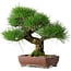 Pinus thunbergii, 34 cm, ± 30 ans