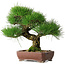 Pinus thunbergii, 34 cm, ± 30 jaar oud