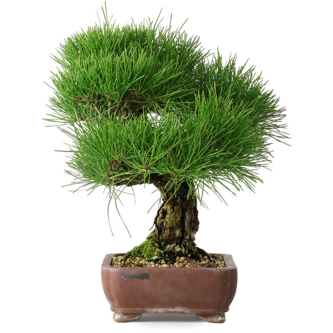 Pinus thunbergii, 34 cm, ± 30 años