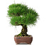 Pinus thunbergii, 34 cm, ± 30 years old