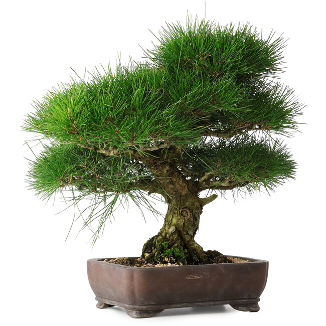 Pinus thunbergii, 36,5 cm, ± 30 jaar oud