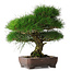 Pinus thunbergii, 36,5 cm, ± 30 jaar oud