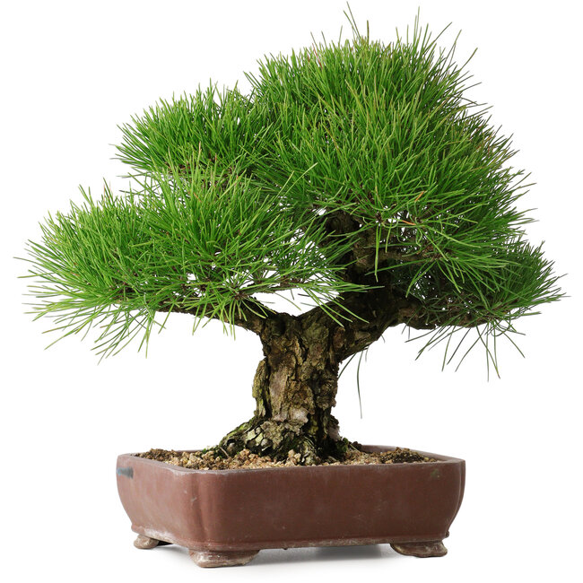 Pinus thunbergii, 34 cm, ± 30 años