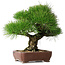 Pinus thunbergii, 34 cm, ± 30 years old