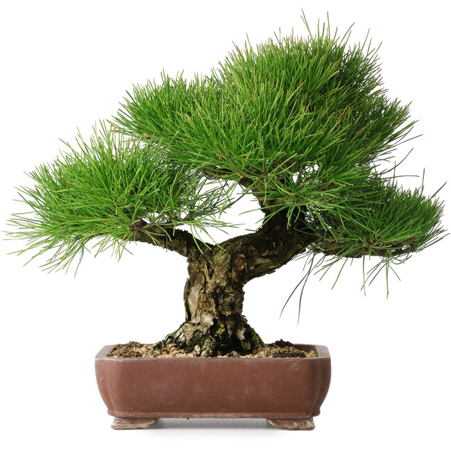 Pinus thunbergii, 34 cm, ± 30 Jahre alt