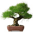 Pinus thunbergii, 34 cm, ± 30 jaar oud