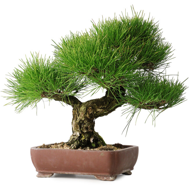 Pinus thunbergii, 34 cm, ± 30 Jahre alt
