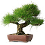 Pinus thunbergii, 34 cm, ± 30 jaar oud
