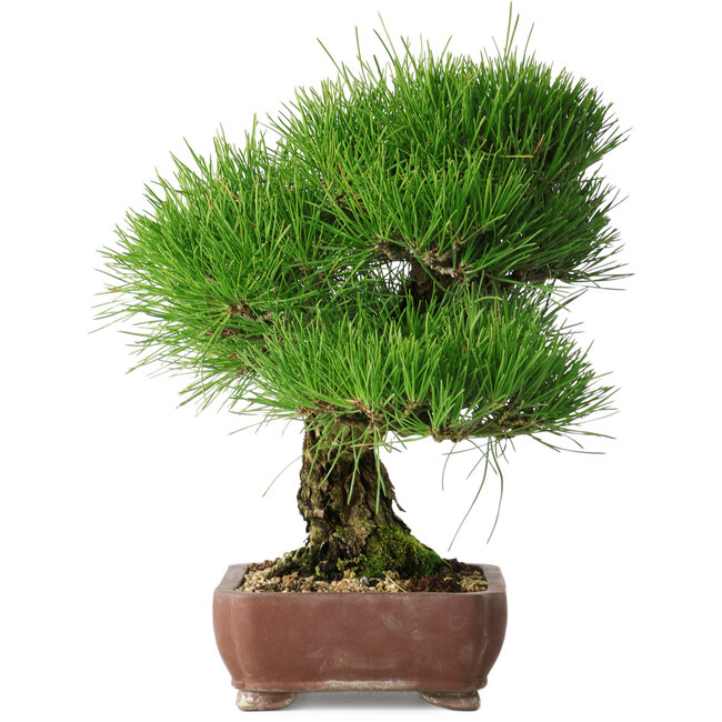 Pinus thunbergii, 34 cm, ± 30 years old