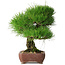 Pinus thunbergii, 34 cm, ± 30 jaar oud