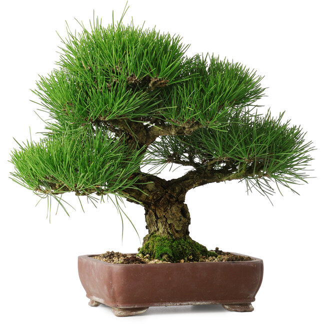 Pinus thunbergii, 34 cm, ± 30 Jahre alt