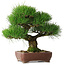 Pinus thunbergii, 34 cm, ± 30 years old
