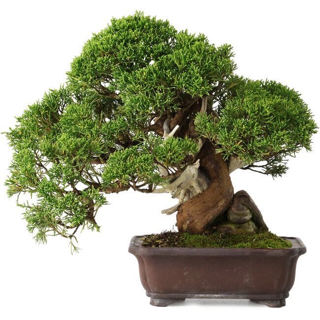 Juniperus chinensis Itoigawa, 26,5 cm, ± 35 jaar oud