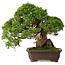 Juniperus chinensis Itoigawa, 26,5 cm, ± 35 years old