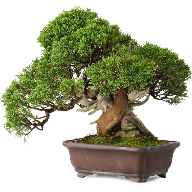 Juniperus chinensis Itoigawa, 26,5 cm, ± 35 anni