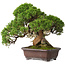 Juniperus chinensis Itoigawa, 26,5 cm, ± 35 years old