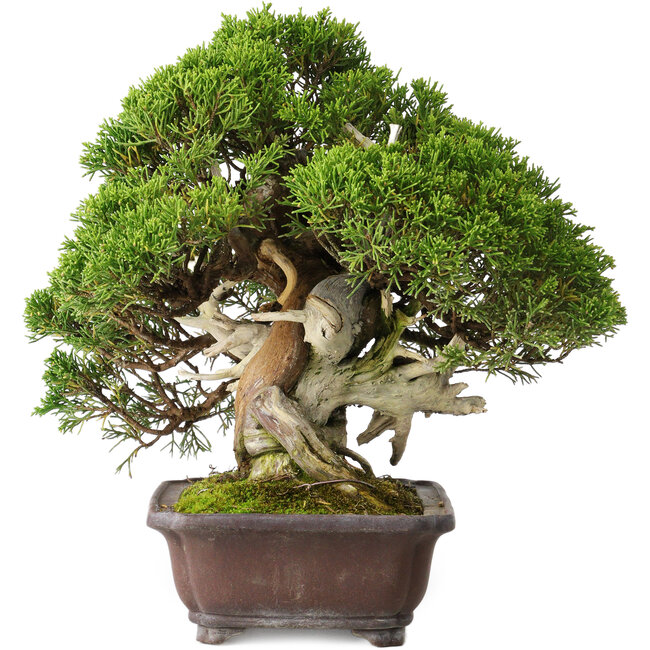 Juniperus chinensis Itoigawa, 26,5 cm, ± 35 jaar oud