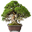 Juniperus chinensis Itoigawa, 26,5 cm, ± 35 years old