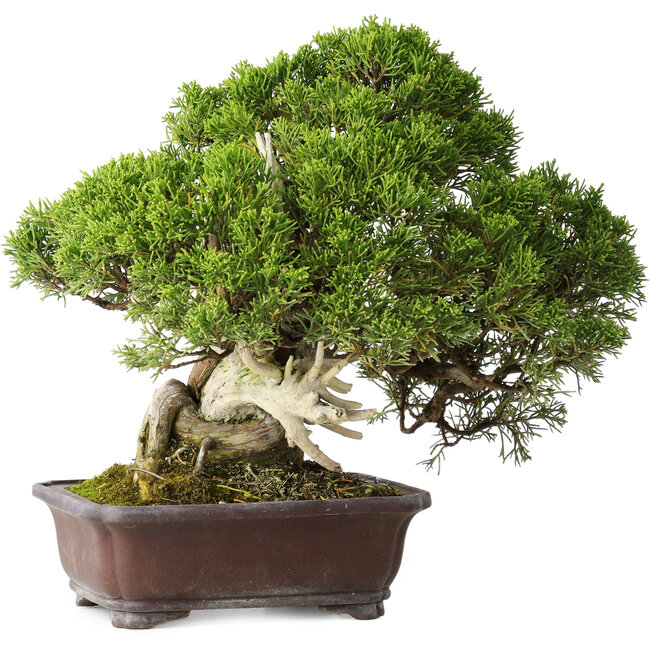 Juniperus chinensis Itoigawa, 26,5 cm, ± 35 ans