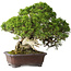 Juniperus chinensis Itoigawa, 26,5 cm, ± 35 years old