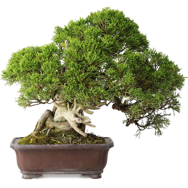 Juniperus chinensis Itoigawa, 26,5 cm, ± 35 anni