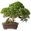 Juniperus chinensis Itoigawa, 26,5 cm, ± 35 jaar oud