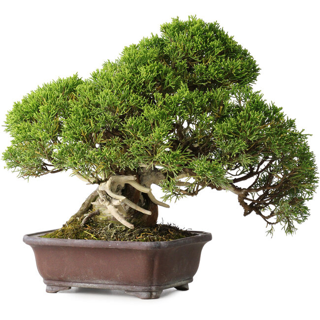 Juniperus chinensis Itoigawa, 26,5 cm, ± 35 ans