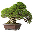 Juniperus chinensis Itoigawa, 26,5 cm, ± 35 years old