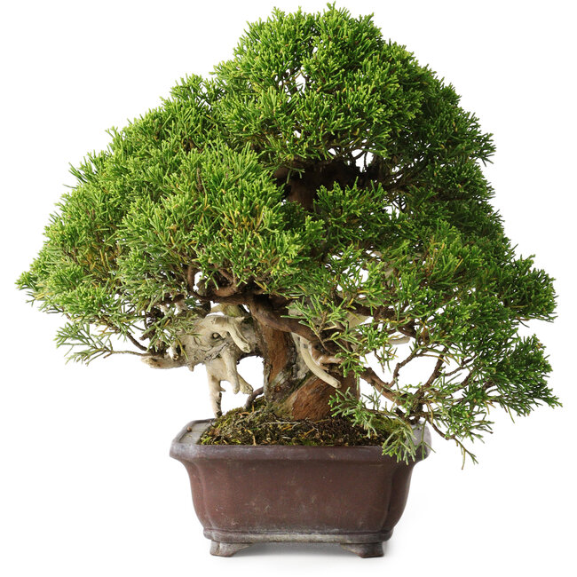 Juniperus chinensis Itoigawa, 26,5 cm, ± 35 years old