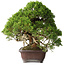Juniperus chinensis Itoigawa, 26,5 cm, ± 35 years old