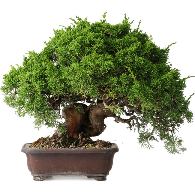 Juniperus chinensis Itoigawa, 25,5 cm, ± 35 jaar oud