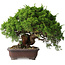 Juniperus chinensis Itoigawa, 25,5 cm, ± 35 years old