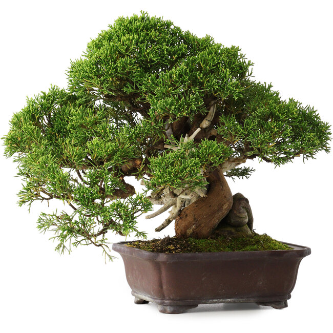 Juniperus chinensis Itoigawa, 26,5 cm, ± 35 jaar oud
