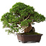 Juniperus chinensis Itoigawa, 26,5 cm, ± 35 jaar oud