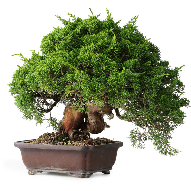 Juniperus chinensis Itoigawa, 25,5 cm, ± 35 años