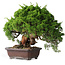 Juniperus chinensis Itoigawa, 25,5 cm, ± 35 years old