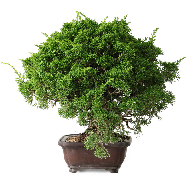 Juniperus chinensis Itoigawa, 25,5 cm, ± 35 años