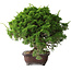 Juniperus chinensis Itoigawa, 25,5 cm, ± 35 años