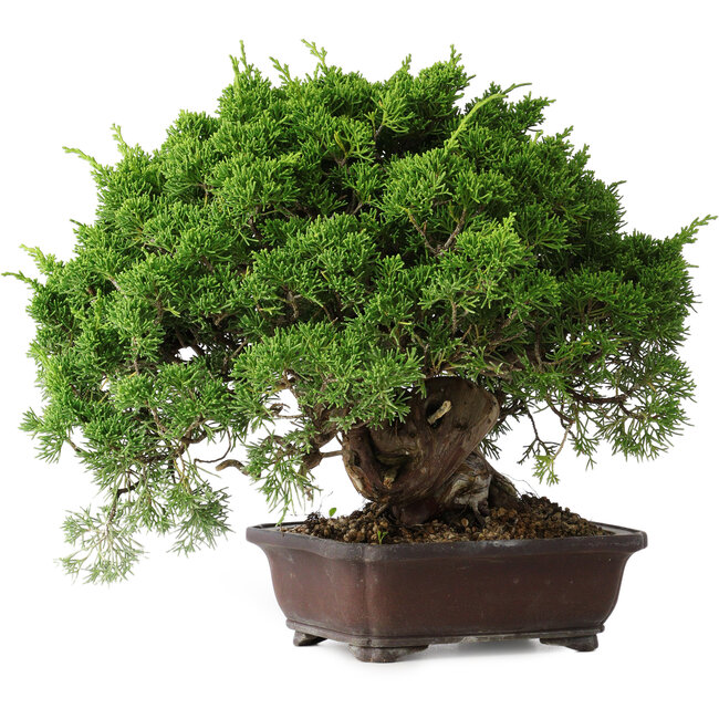 Juniperus chinensis Itoigawa, 25,5 cm, ± 35 ans