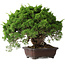 Juniperus chinensis Itoigawa, 25,5 cm, ± 35 años