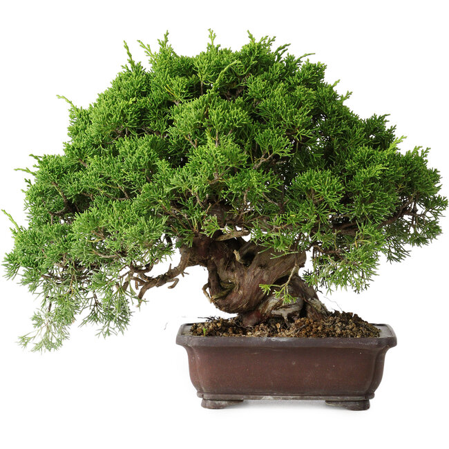 Juniperus chinensis Itoigawa, 25,5 cm, ± 35 años