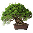 Juniperus chinensis Itoigawa, 25,5 cm, ± 35 years old