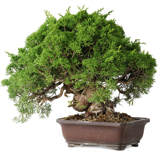 Juniperus chinensis Itoigawa, 25,5 cm, ± 35 anni