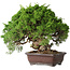 Juniperus chinensis Itoigawa, 25,5 cm, ± 35 años