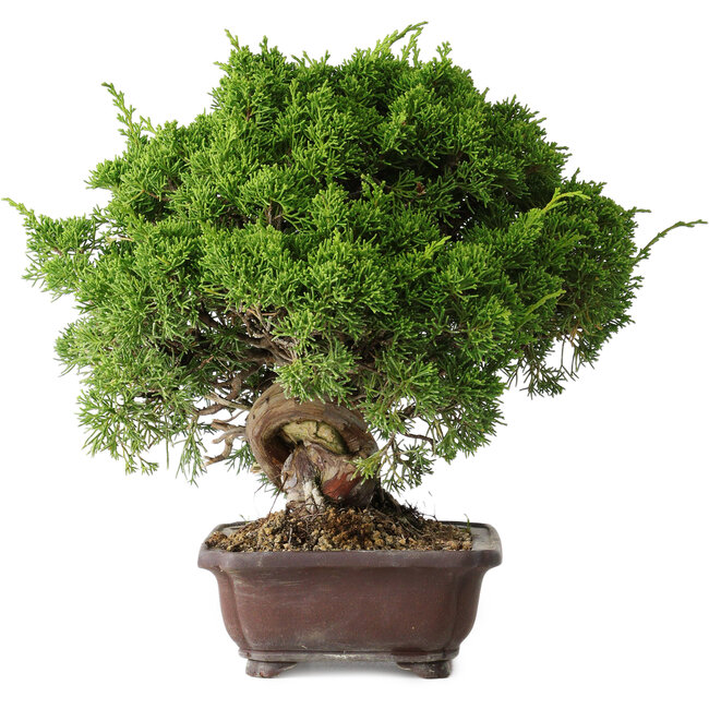 Juniperus chinensis Itoigawa, 25,5 cm, ± 35 years old