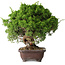 Juniperus chinensis Itoigawa, 25,5 cm, ± 35 años