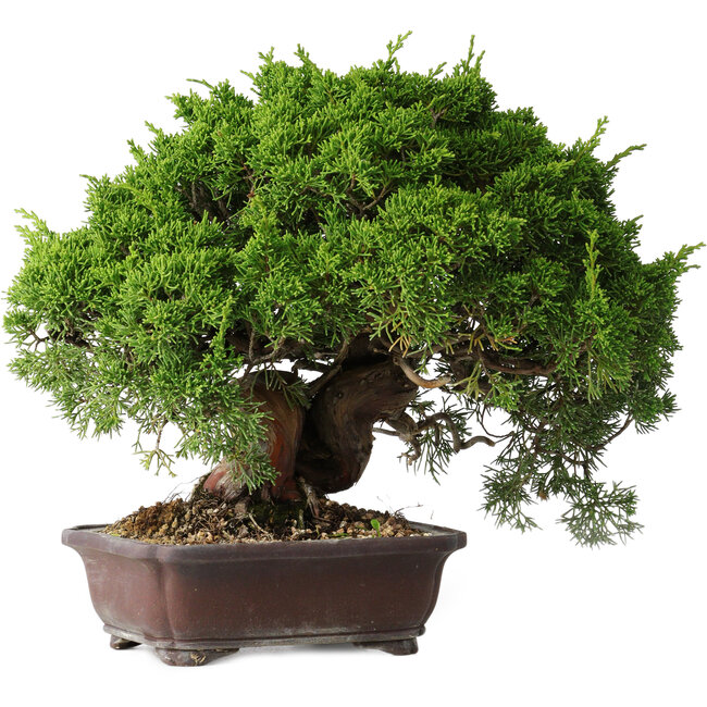Juniperus chinensis Itoigawa, 25,5 cm, ± 35 años
