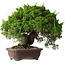 Juniperus chinensis Itoigawa, 25,5 cm, ± 35 years old