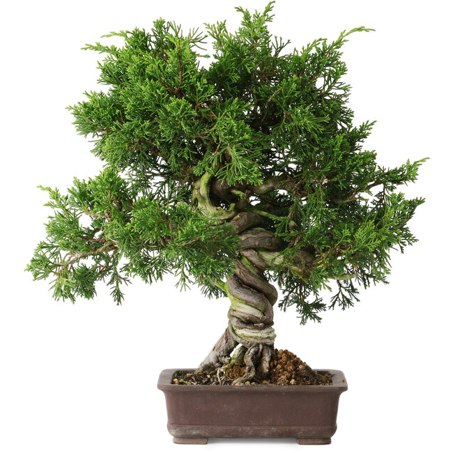 Juniperus chinensis Itoigawa, 32 cm, ± 35 Jahre alt