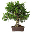 Juniperus chinensis Itoigawa, 32 cm, ± 35 years old